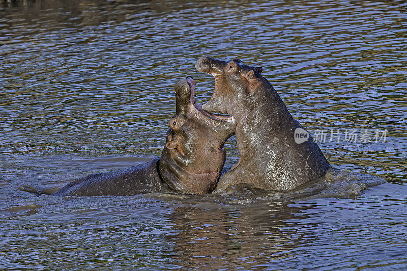 河马(hippopotamus amphibius)，又称河马，是生活在撒哈拉以南非洲的大型食草哺乳动物。肯尼亚马赛马拉国家保护区。两只动物在水里张大嘴巴玩耍。